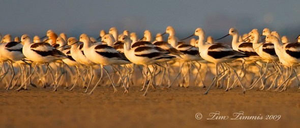 0471_Bolivar Flats_11142009 copy