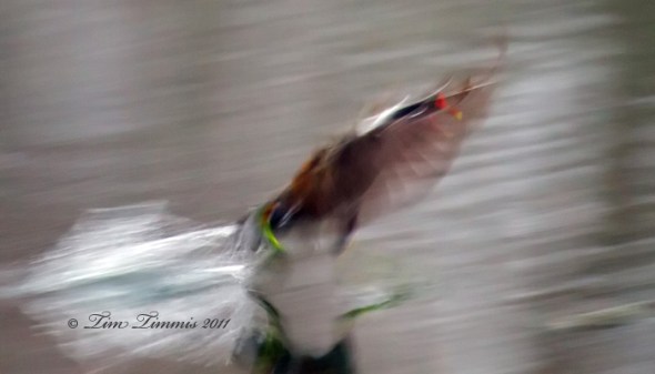 0053_Brazos Bend_02192011-3