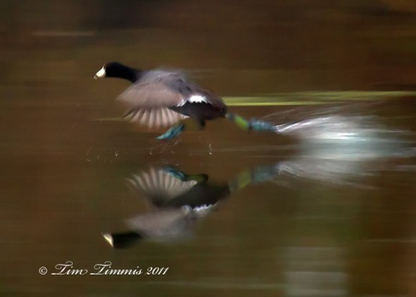 0070_Brazos Bend_02192011-2
