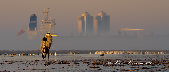 0212_Bolivar Flats_02252011-2