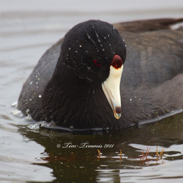 0259_Brazos Bend_02192011-2