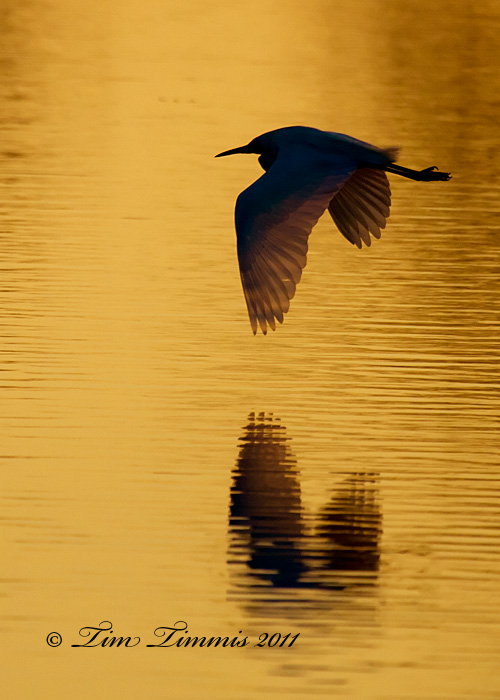 0012_Brazos Bend_03062011-2