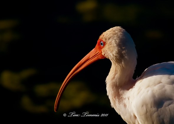 0271_Brazos Bend_03062011-2