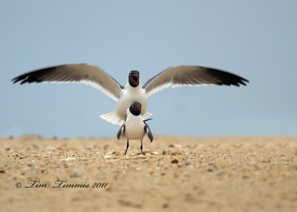 0288_San Luis Pass_04082011-2