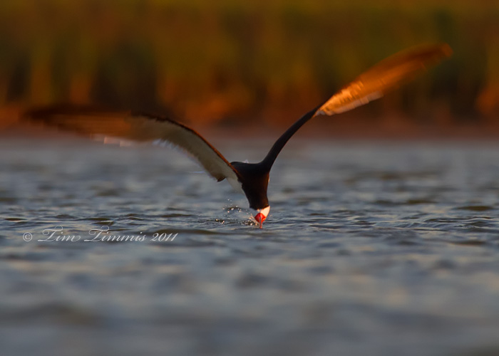 0076_Bryan Beach_05152011-2