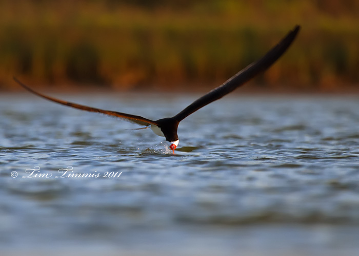 0084_Bryan Beach_05152011-2