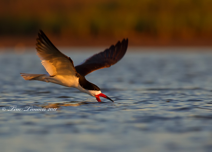 0118_Bryan Beach_05142011-2