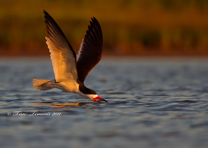 0119_Bryan Beach_05142011-2