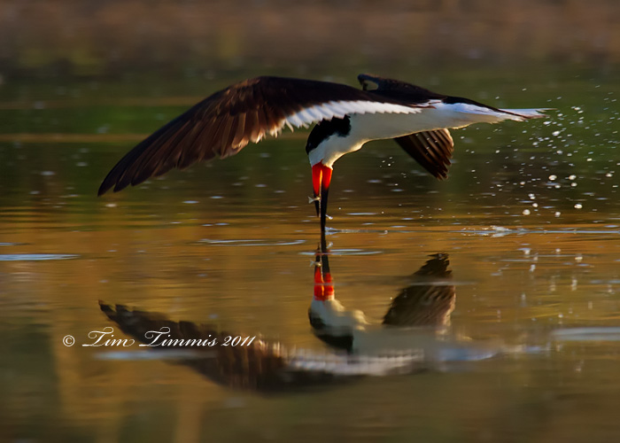 0365_Freeport_07022011-2