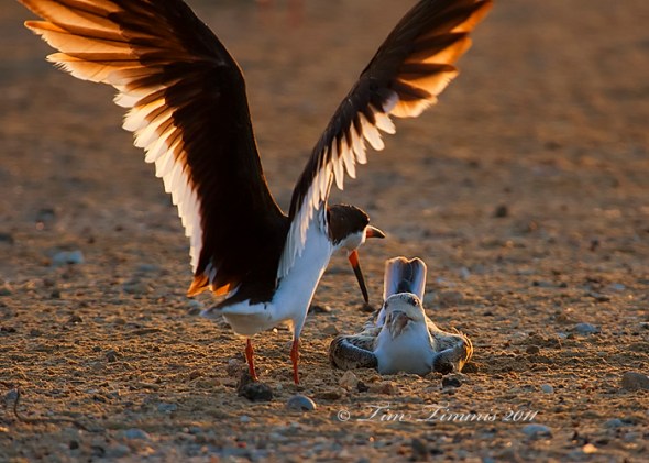 0107_Texas City Dike_08212011-2