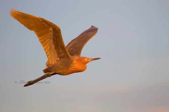 0110_Bolivar Flats_10302011-3