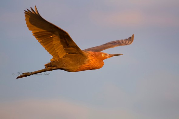 0113_Bolivar Flats_10302011-3