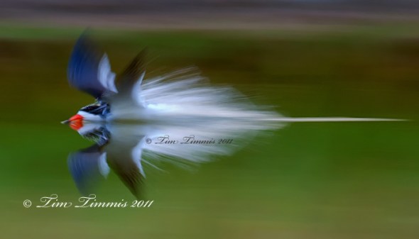 0011_Bryan Beach_06042011-2