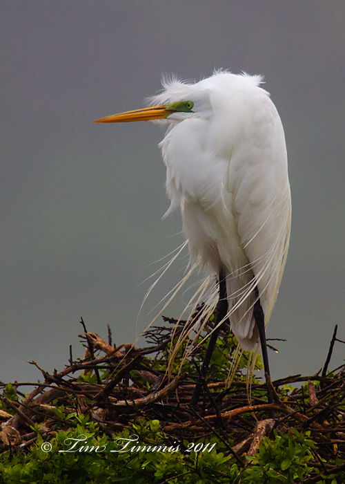 0121_High Island_03202011-2