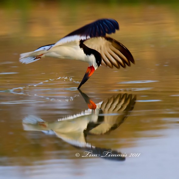 0328_Freeport_07042011-2