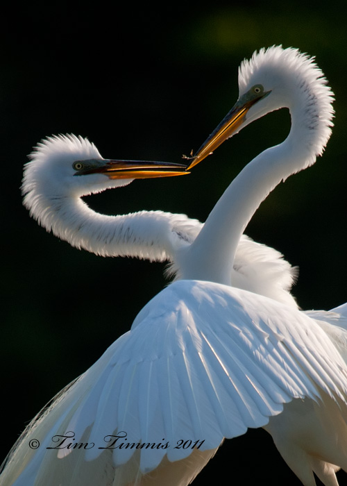 0531_High Island_04172011