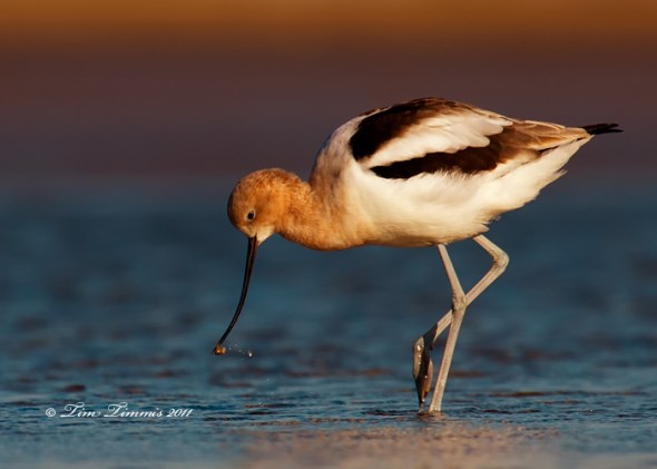 0564_Bolivar Flats_02052011-2