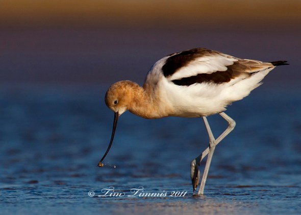 Timmis-from a birds perspective-2