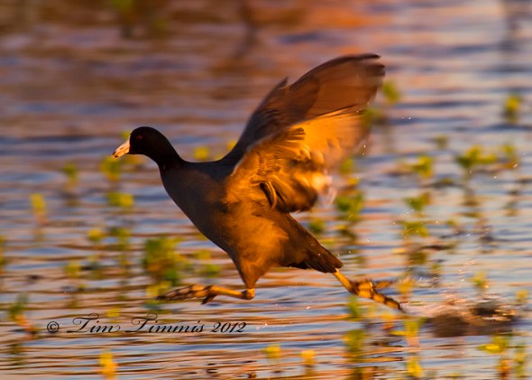0082_Brazos Bend_02112012-2