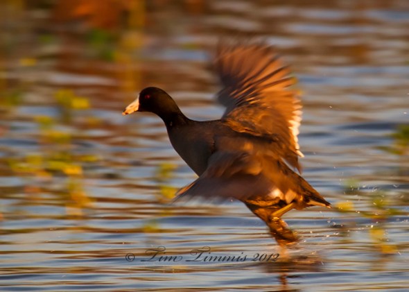 0083_Brazos Bend_02112012-2