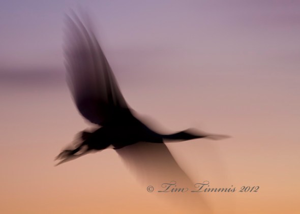 0146_High Island_04072012-2