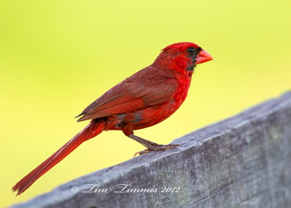 0109_Brazos Bend_06162012-2