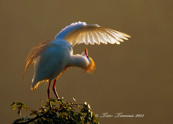 0525_High Island_05182012-2