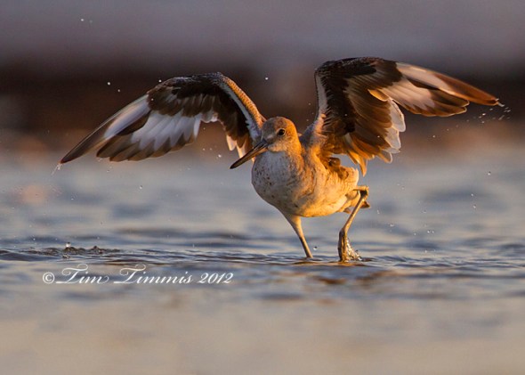 0095_Galveston Island_08042012-2