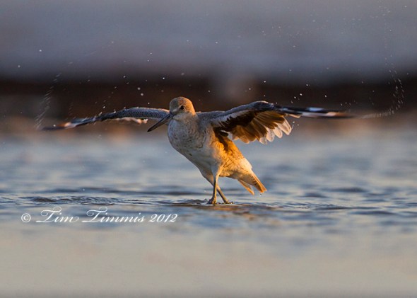 0096_Galveston Island_08042012-2