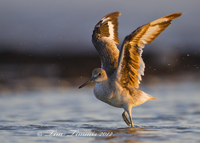 0097_Galveston Island_08042012-2