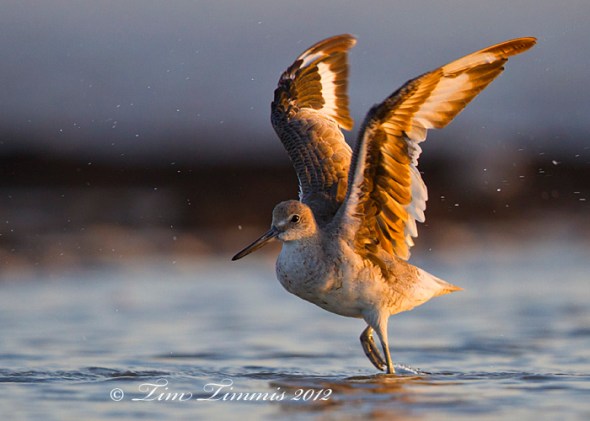 0097_Galveston Island_08042012-2