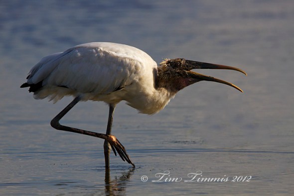 0951_Brazoria NWR_08252012-2