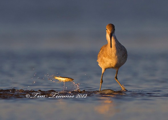 Bolivar Flats_20909062012-2