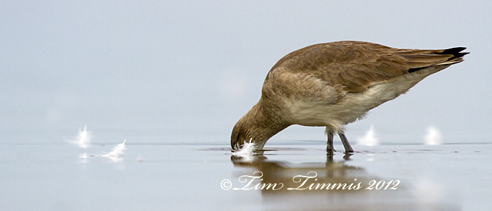 Bolivar Flats_31911232012-2