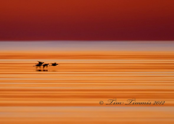 Bolivar Flats_01412222012-2