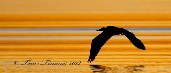 Bolivar Flats_11812222012-2