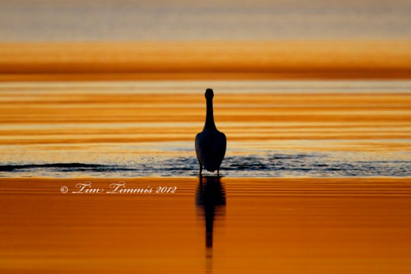 Bolivar Flats_12512222012-2