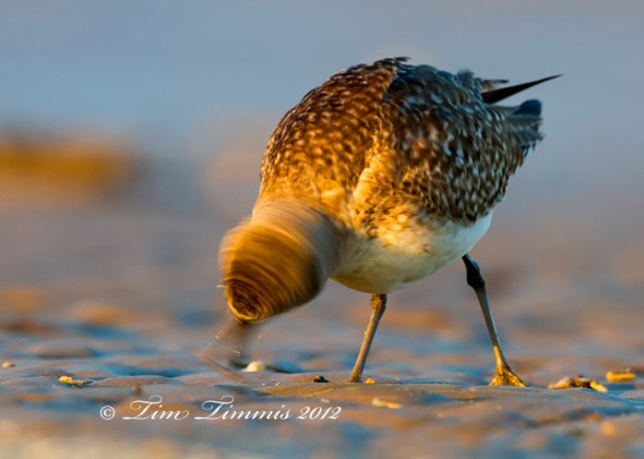 Bolivar Flats_20511182012-2