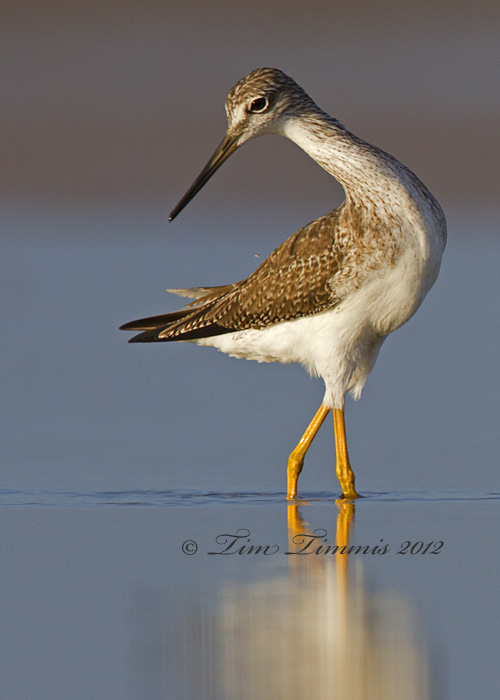 Bolivar Flats_47312012012-2