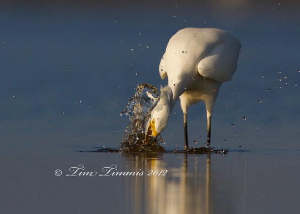 Bolivar Flats_59412012012a-2