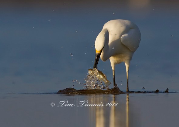 Bolivar Flats_59512012012a-2