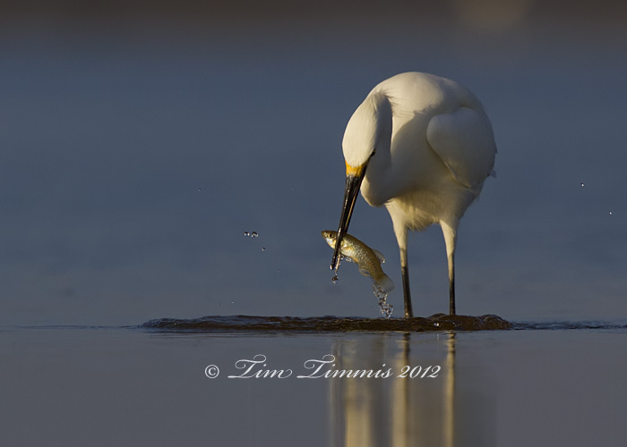 Bolivar Flats_59612012012a-2