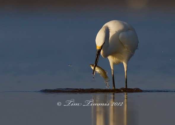 Bolivar Flats_59612012012a-2