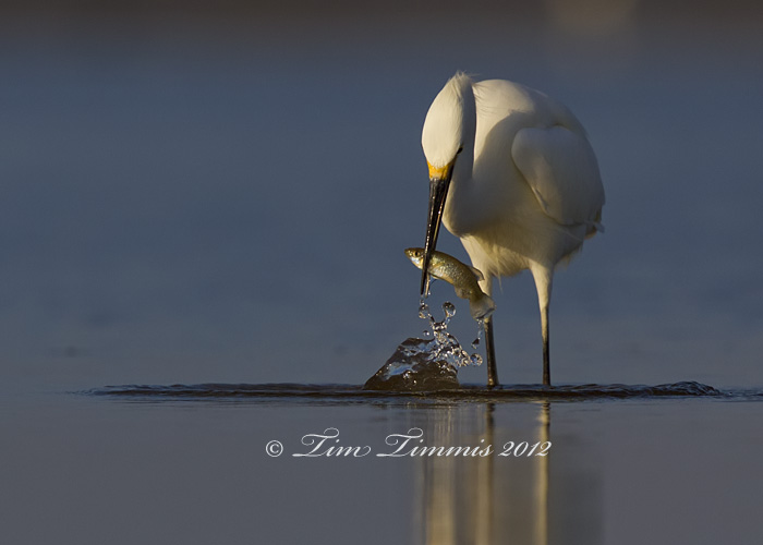 Bolivar Flats_59712012012a-2