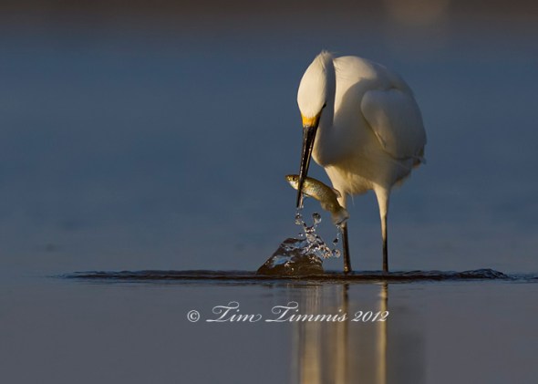 Bolivar Flats_59712012012a-2