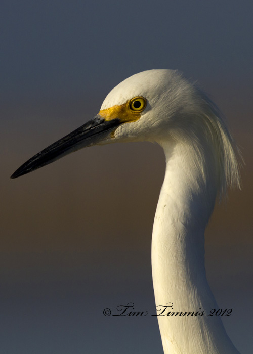 Bolivar Flats_75112012012-2