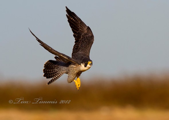 Bolivar Flats_75812212012-2