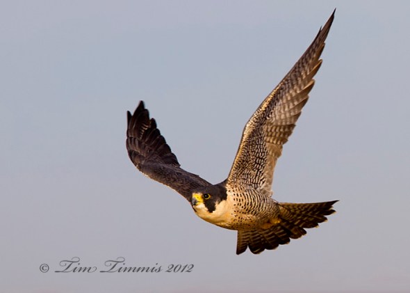 Bolivar Flats_77312212012-2