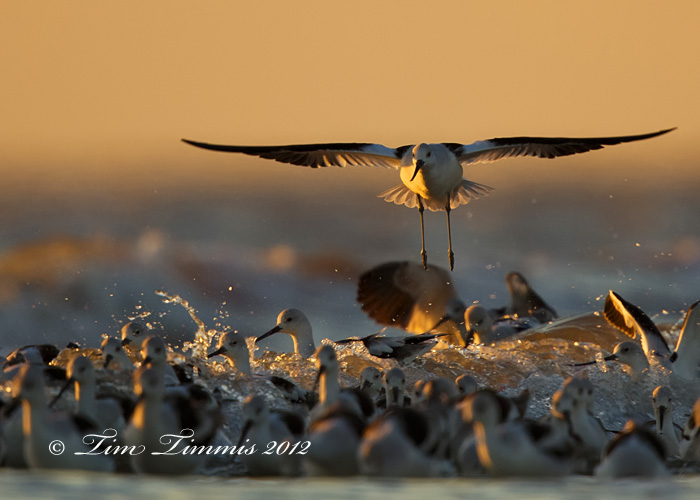 Bolivar Flats_78911172012-2