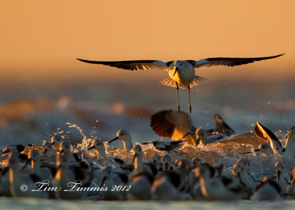 Bolivar Flats_78911172012-2